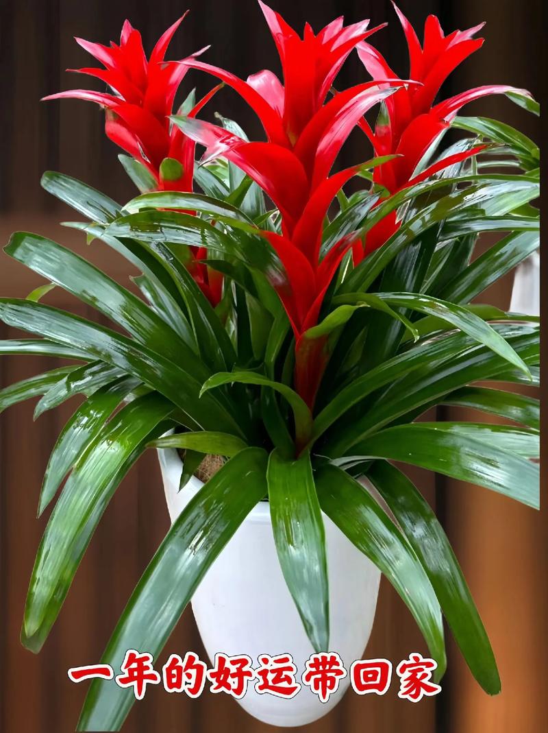 鸿运当头用什么土养？鸿运当头用什么土养比较好？-第4张图片-优品飞百科