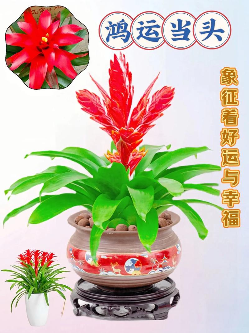 鸿运当头用什么土养？鸿运当头用什么土养比较好？-第5张图片-优品飞百科