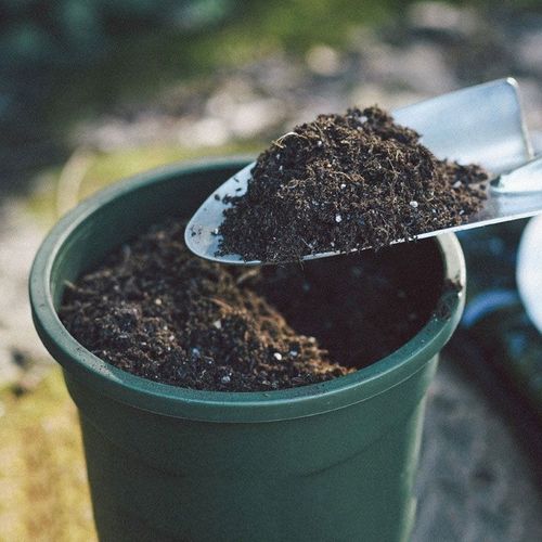 鸿运当头用什么土养？鸿运当头用什么土养比较好？-第6张图片-优品飞百科