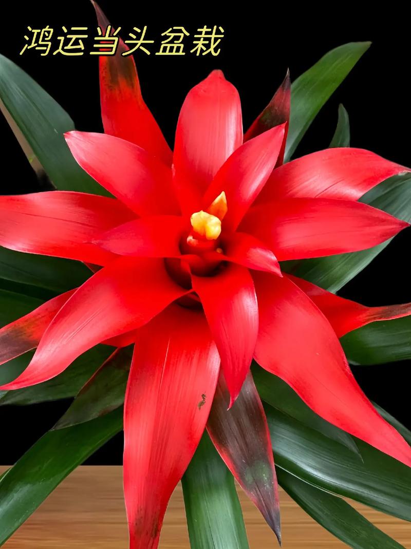 鸿运当头用什么土养？鸿运当头用什么土养比较好？-第7张图片-优品飞百科