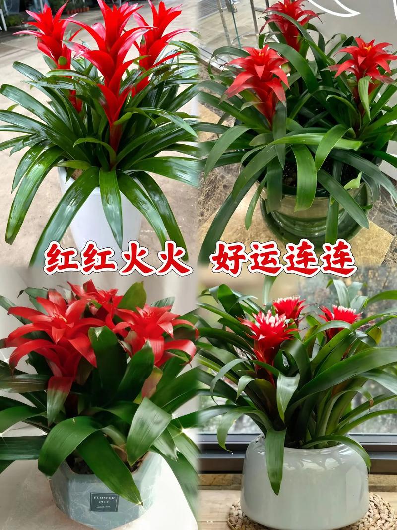 鸿运当头用什么土养？鸿运当头用什么土养比较好？-第8张图片-优品飞百科