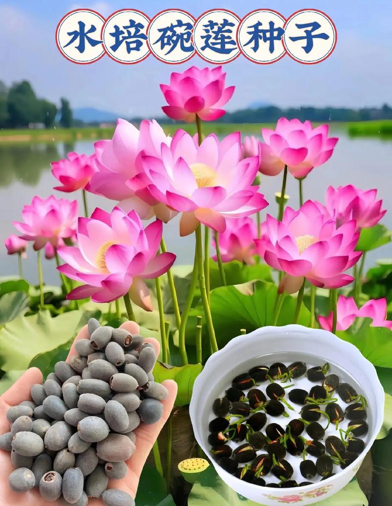 荷花的栽培方法，荷花的栽培方法有盆栽沉水