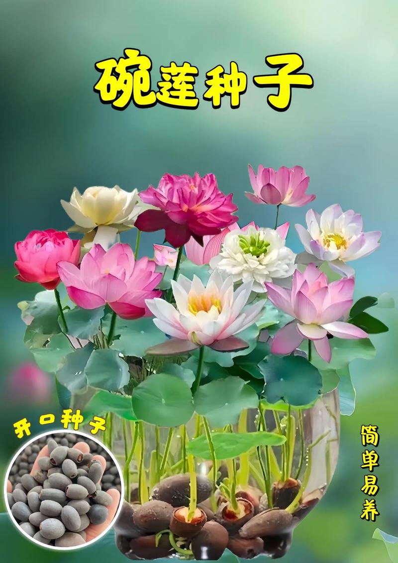 荷花的栽培方法,荷花的栽培方法有盆栽沉水-第2张图片-优品飞百科 荷花的栽培方法,荷花的栽培方法有盆栽沉水-第2张图片-优品飞百科