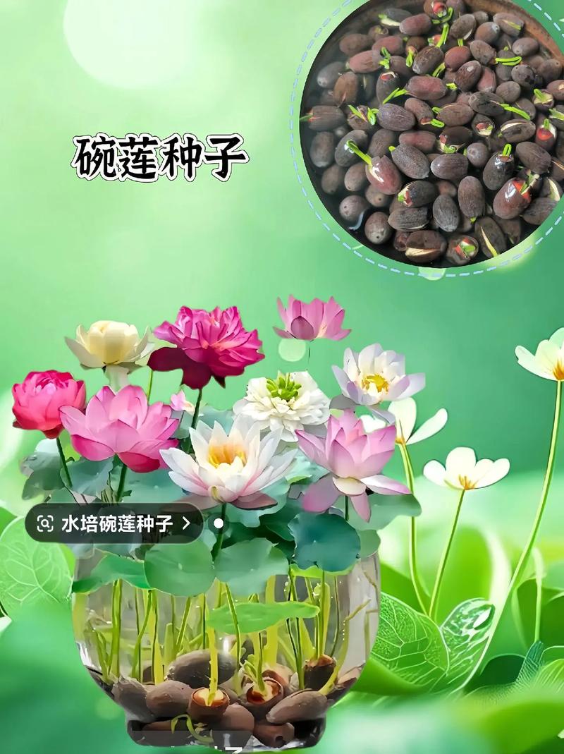 荷花的栽培方法,荷花的栽培方法有盆栽沉水-第3张图片-优品飞百科 荷花的栽培方法,荷花的栽培方法有盆栽沉水-第3张图片-优品飞百科