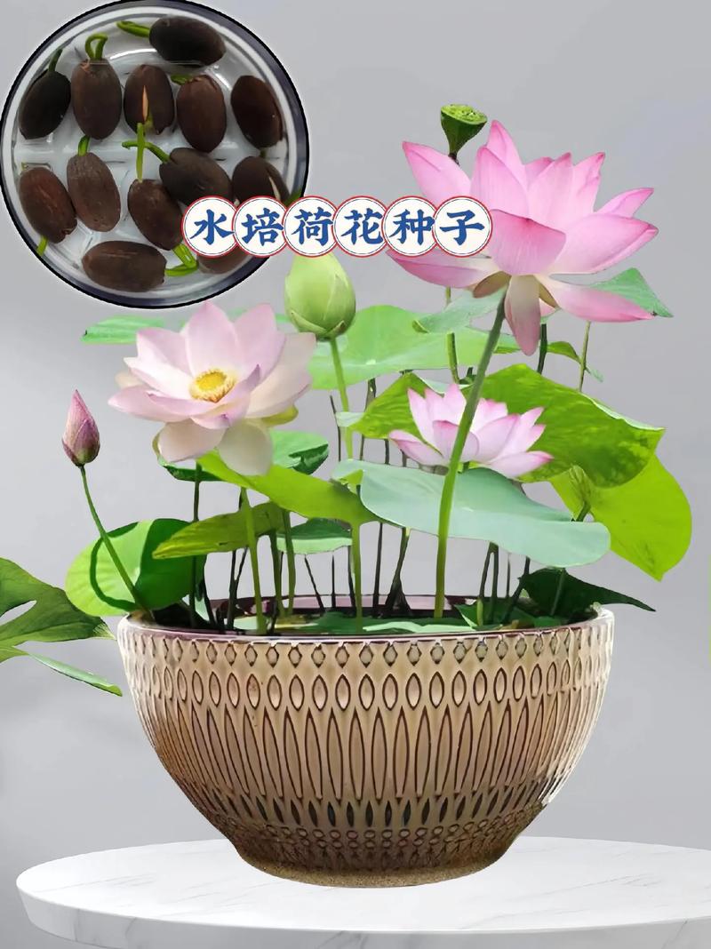 荷花的栽培方法,荷花的栽培方法有盆栽沉水-第4张图片-优品飞百科 荷花的栽培方法,荷花的栽培方法有盆栽沉水-第4张图片-优品飞百科