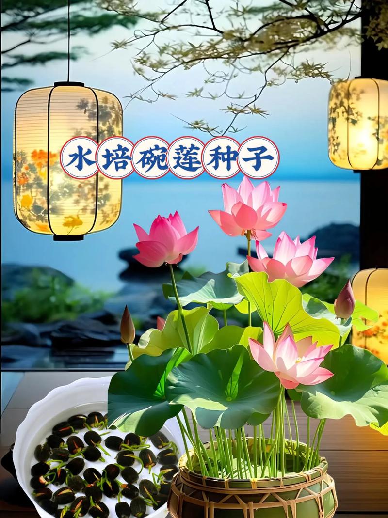 荷花的栽培方法,荷花的栽培方法有盆栽沉水-第5张图片-优品飞百科 荷花的栽培方法,荷花的栽培方法有盆栽沉水-第5张图片-优品飞百科