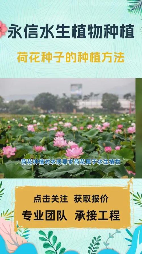 荷花的栽培方法,荷花的栽培方法有盆栽沉水-第6张图片-优品飞百科 荷花的栽培方法,荷花的栽培方法有盆栽沉水-第6张图片-优品飞百科