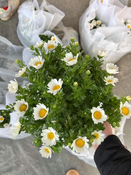 白晶菊怎么养，白晶菊怎么养护