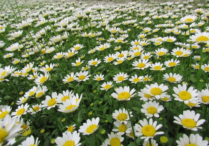 白晶菊怎么养，白晶菊怎么养护-第3张图片-优品飞百科