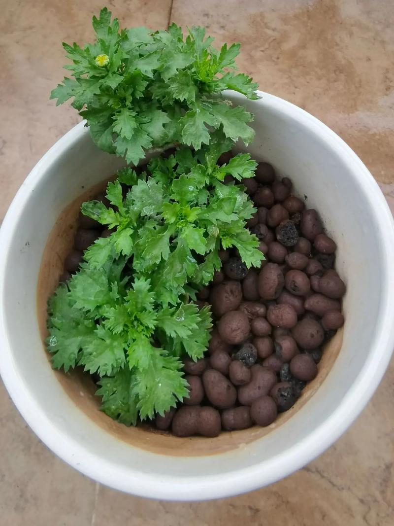 白晶菊怎么养，白晶菊怎么养护-第5张图片-优品飞百科