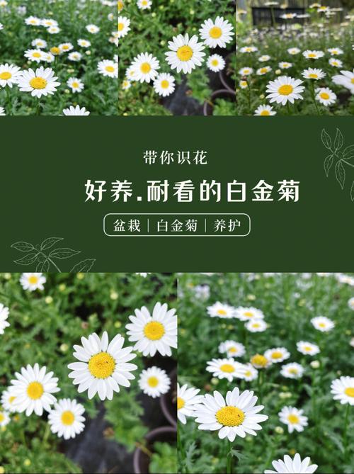 白晶菊怎么养，白晶菊怎么养护-第4张图片-优品飞百科
