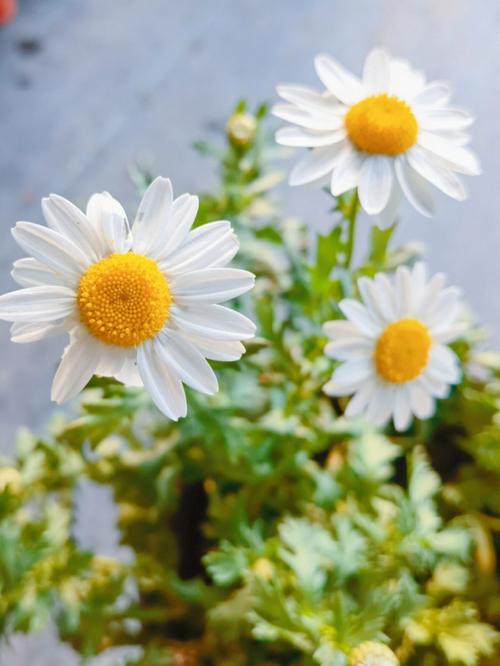 白晶菊怎么养，白晶菊怎么养护-第6张图片-优品飞百科