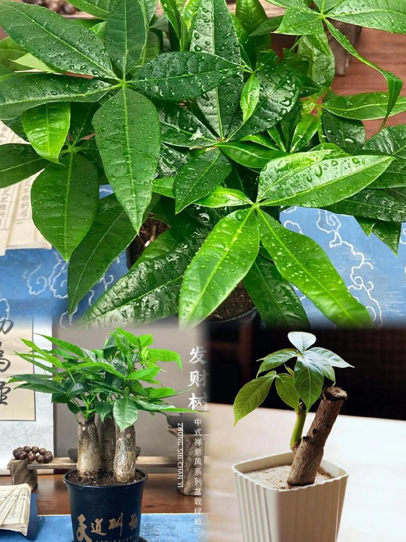 发财树锯断后教程？发财树锯断后怎么处理视频？-第2张图片-优品飞百科