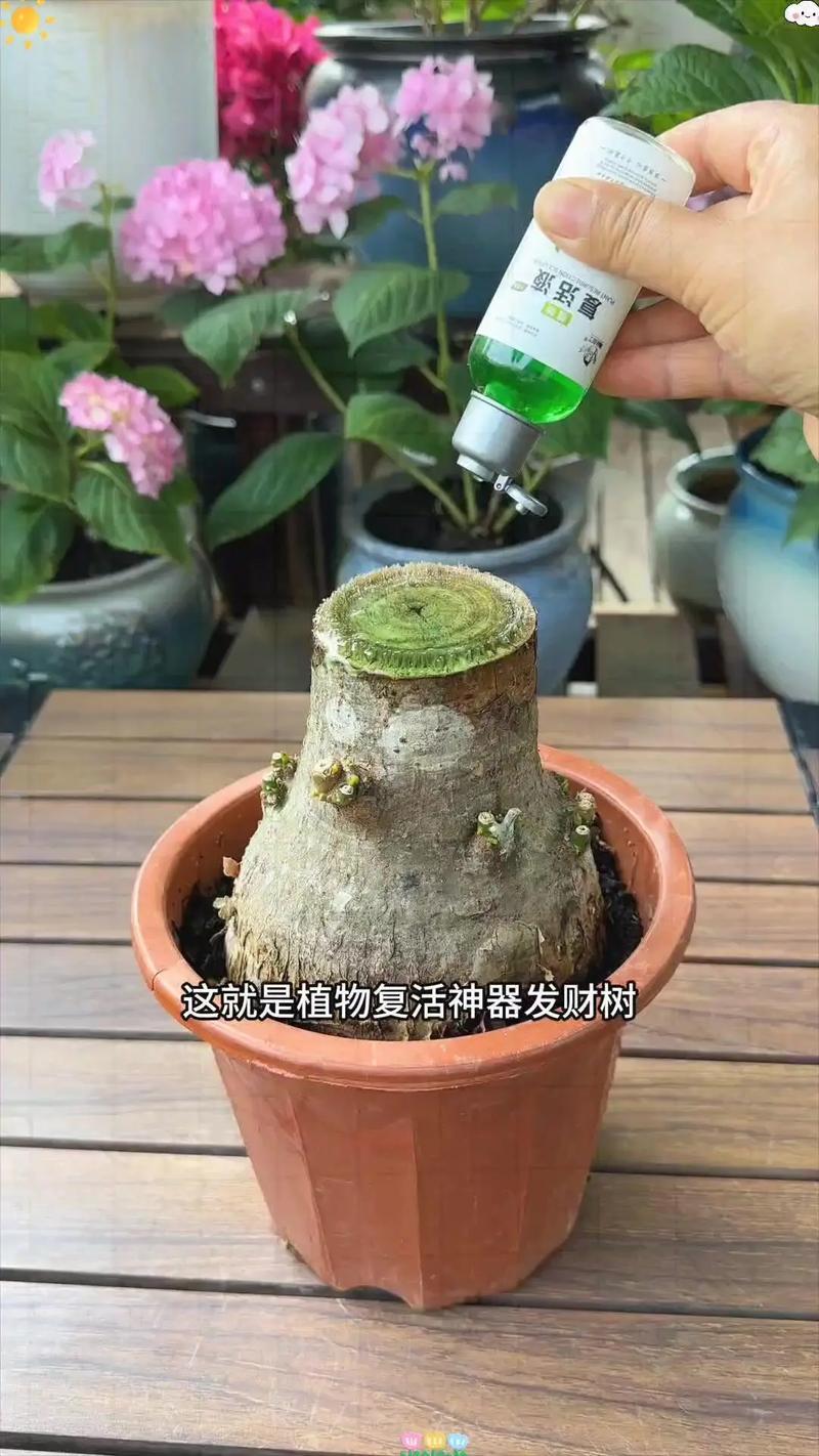 发财树锯断后教程？发财树锯断后怎么处理视频？