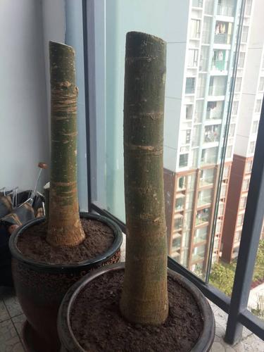 发财树锯断后教程？发财树锯断后怎么处理视频？-第4张图片-优品飞百科