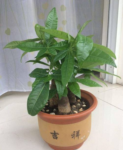 发财树锯断后教程？发财树锯断后怎么处理视频？-第5张图片-优品飞百科