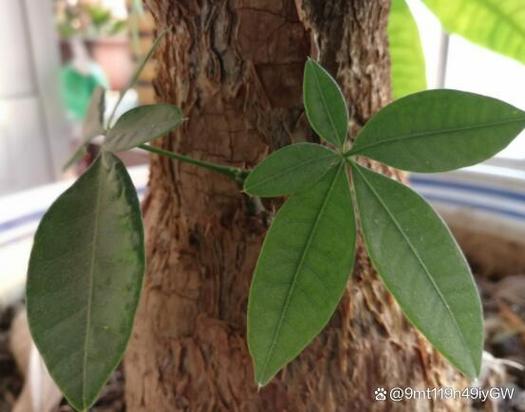 发财树锯断后教程？发财树锯断后怎么处理视频？-第6张图片-优品飞百科