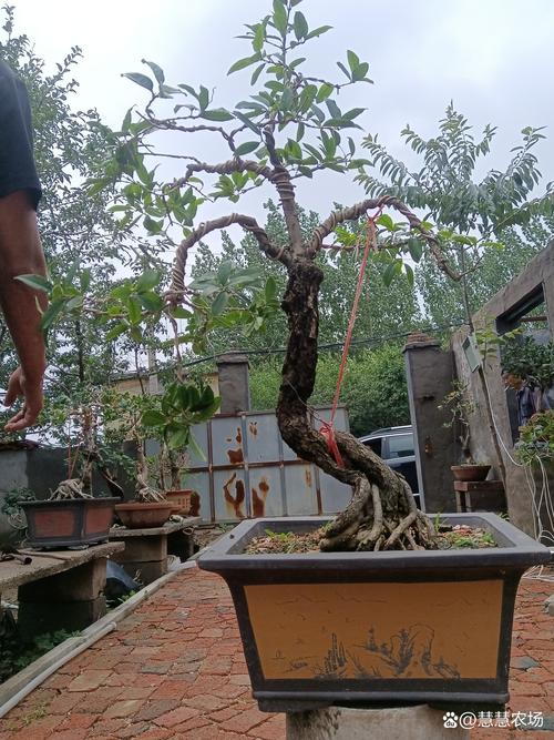 桂花怎么修剪才多开花，桂花如何修剪桂花修剪方法