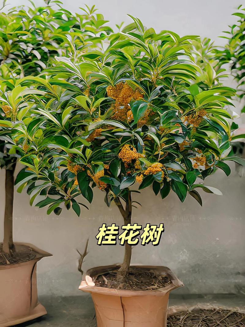 桂花怎么修剪才多开花，桂花如何修剪桂花修剪方法-第3张图片-优品飞百科