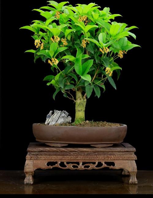 桂花怎么修剪才多开花，桂花如何修剪桂花修剪方法-第4张图片-优品飞百科