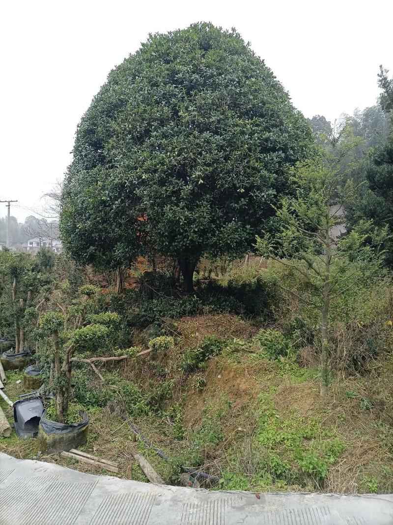 桂花怎么修剪才多开花，桂花如何修剪桂花修剪方法-第5张图片-优品飞百科