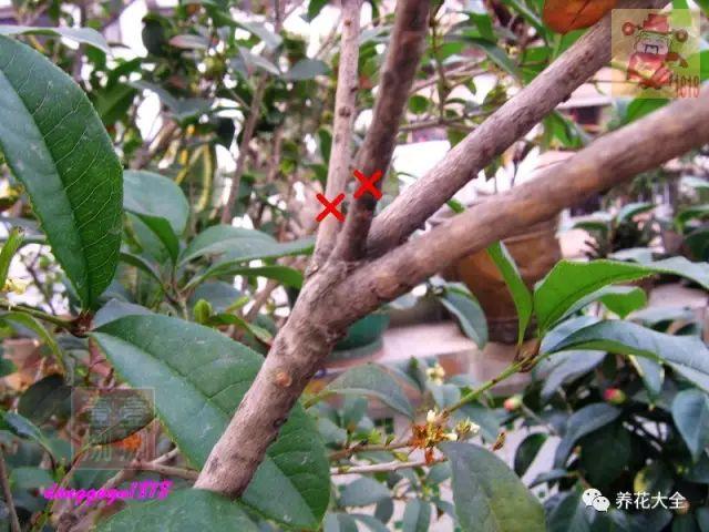 桂花怎么修剪才多开花，桂花如何修剪桂花修剪方法-第6张图片-优品飞百科
