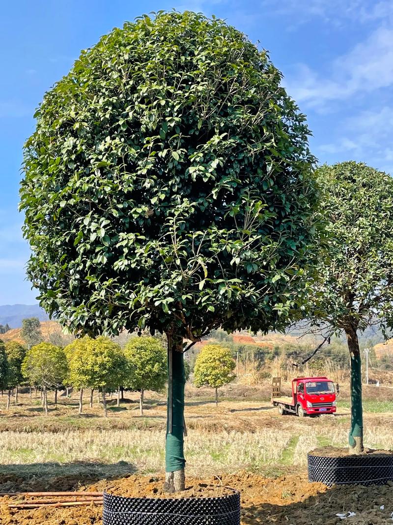 桂花怎么修剪才多开花，桂花如何修剪桂花修剪方法-第7张图片-优品飞百科
