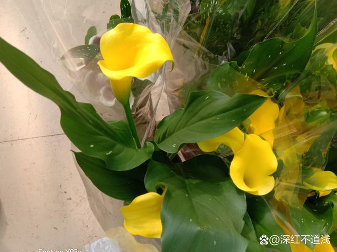 马蹄莲怎么养，马蹄莲怎么养家庭养法？