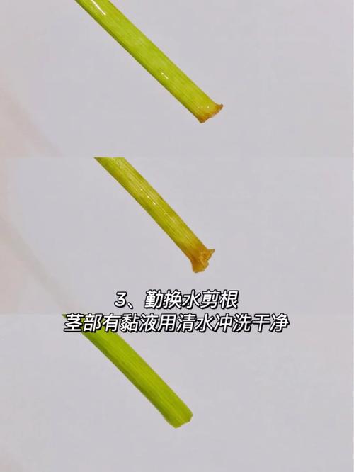 马蹄莲怎么养，马蹄莲怎么养家庭养法？-第2张图片-优品飞百科
