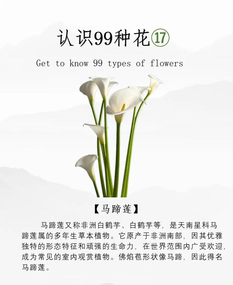 马蹄莲怎么养，马蹄莲怎么养家庭养法？-第3张图片-优品飞百科