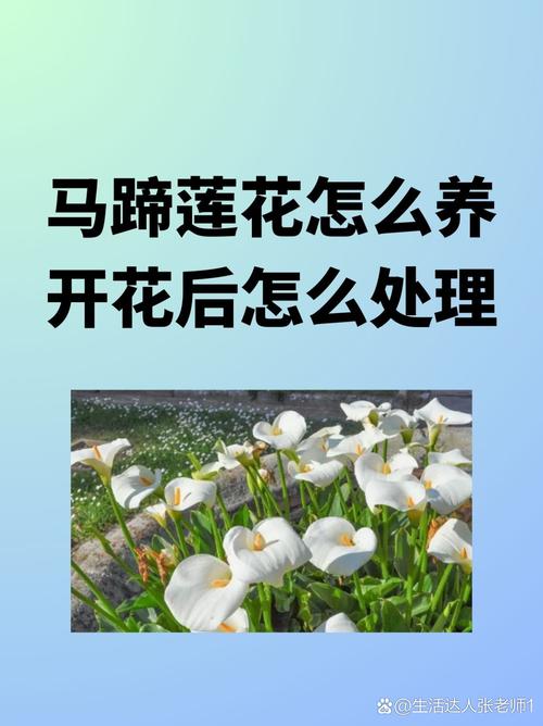马蹄莲怎么养，马蹄莲怎么养家庭养法？-第4张图片-优品飞百科