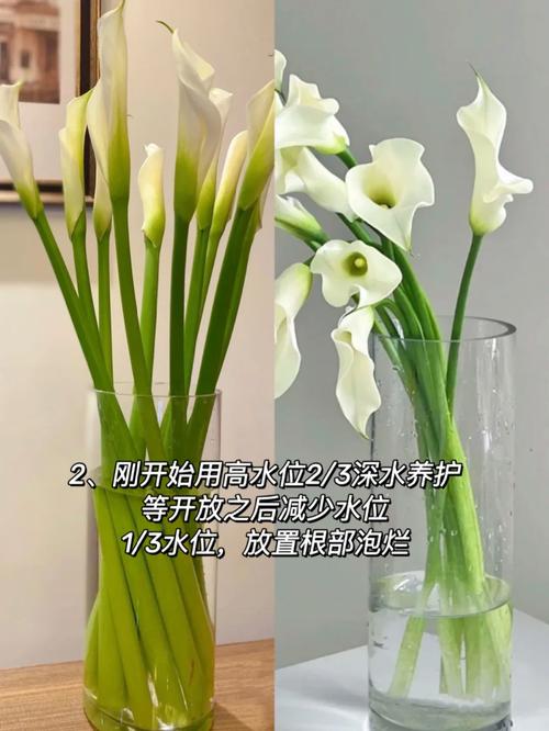 马蹄莲怎么养，马蹄莲怎么养家庭养法？-第6张图片-优品飞百科