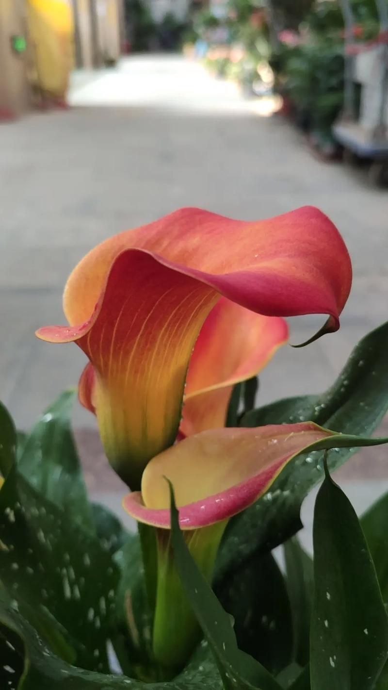 马蹄莲怎么养，马蹄莲怎么养家庭养法？-第7张图片-优品飞百科