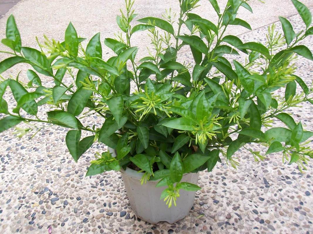 夜来香怎么养？夜来香怎么养 盆栽？