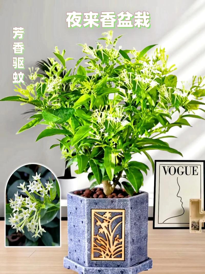 夜来香怎么养？夜来香怎么养 盆栽？-第2张图片-优品飞百科