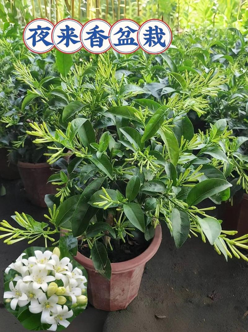 夜来香怎么养？夜来香怎么养 盆栽？-第3张图片-优品飞百科