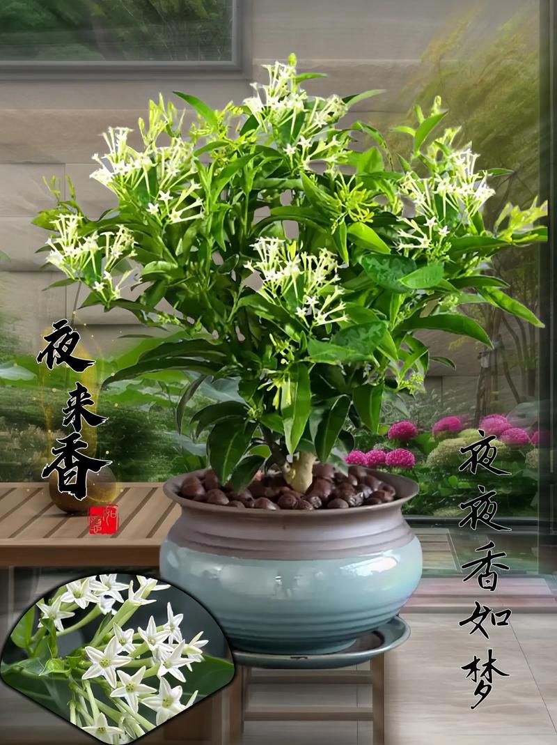 夜来香怎么养？夜来香怎么养 盆栽？-第4张图片-优品飞百科