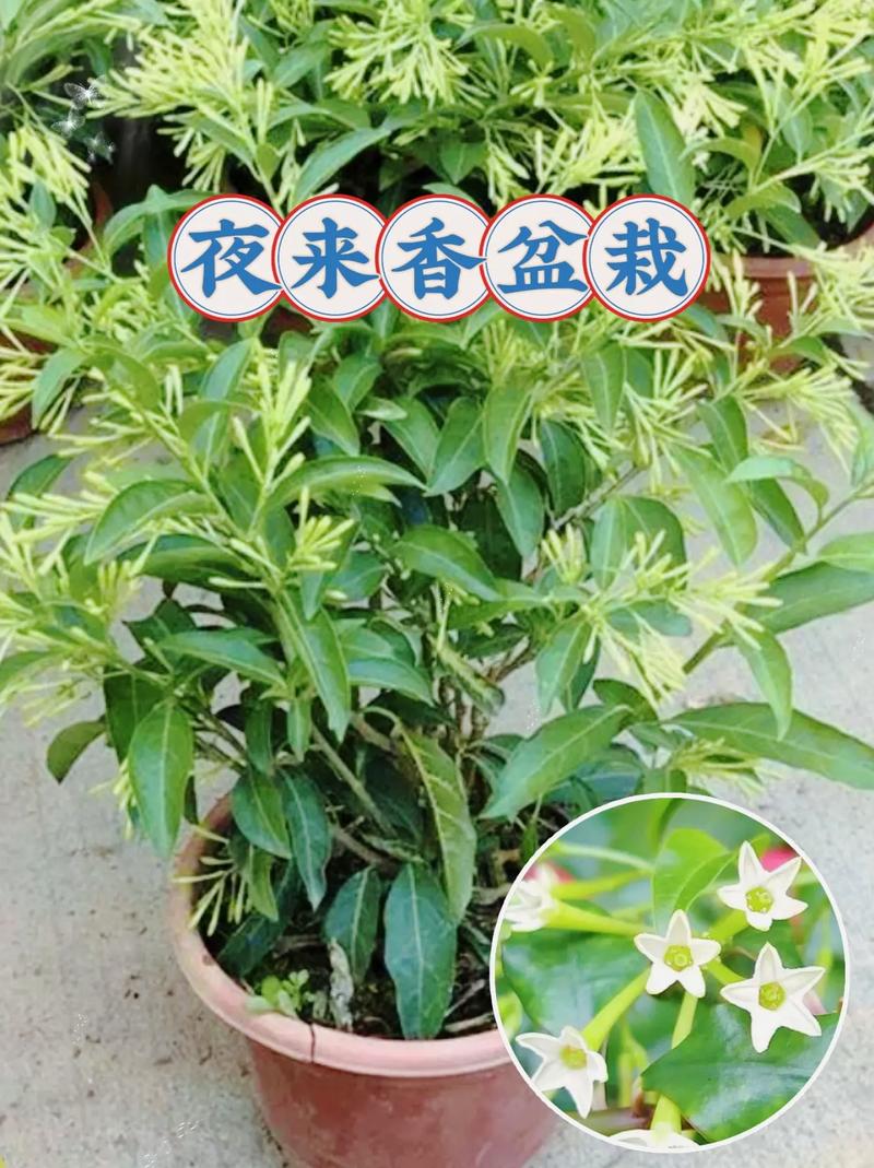 夜来香怎么养？夜来香怎么养 盆栽？-第5张图片-优品飞百科