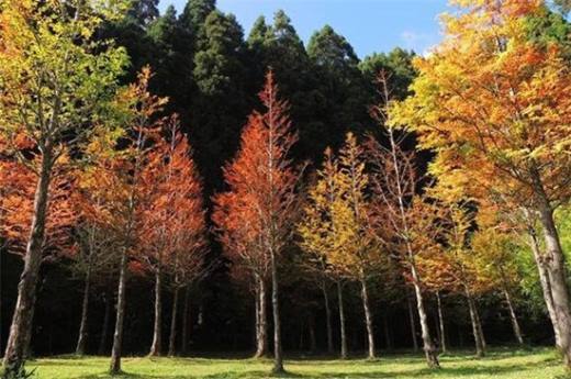 为什么说银杏水杉是活化石？为什么说银杏水杉活化石活化石？