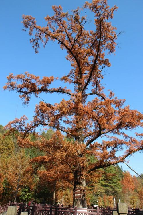 为什么说银杏水杉是活化石？为什么说银杏水杉活化石活化石？-第2张图片-优品飞百科