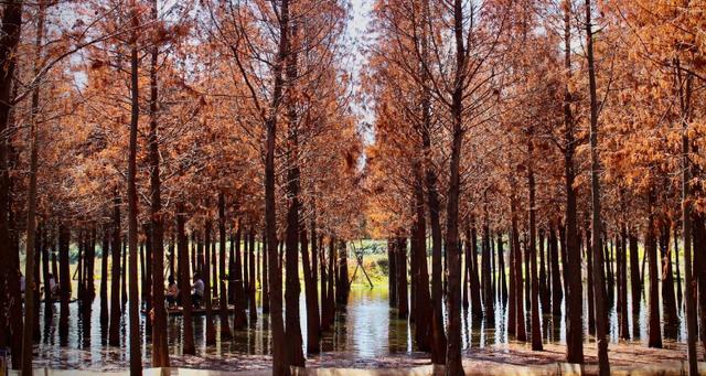 为什么说银杏水杉是活化石？为什么说银杏水杉活化石活化石？-第4张图片-优品飞百科