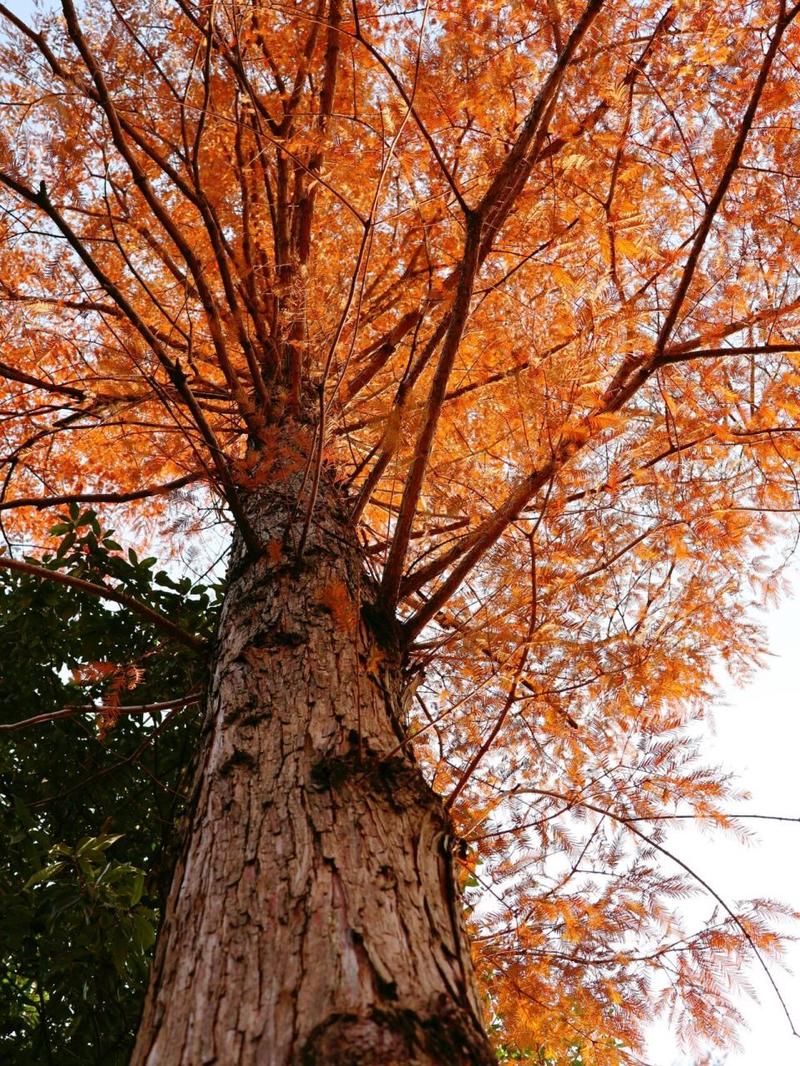 为什么说银杏水杉是活化石？为什么说银杏水杉活化石活化石？-第5张图片-优品飞百科