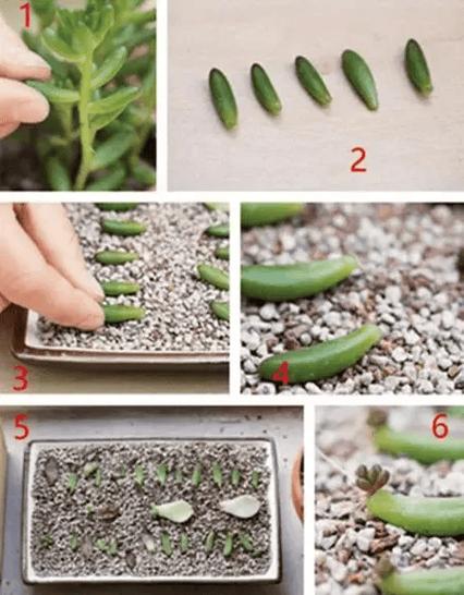 多肉繁殖方法？多肉繁殖方法和注意事项？