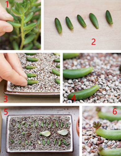 多肉繁殖方法？多肉繁殖方法和注意事项？-第2张图片-优品飞百科