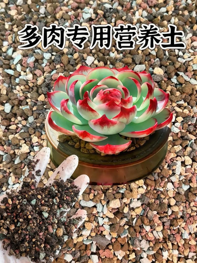 多肉繁殖方法？多肉繁殖方法和注意事项？-第5张图片-优品飞百科