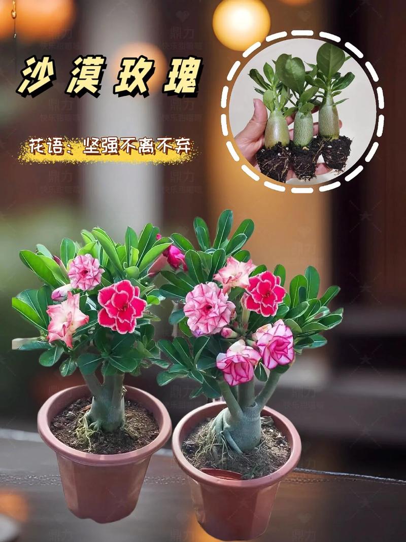 沙漠玫瑰冬季养殖方法，沙漠玫瑰冬季的管理