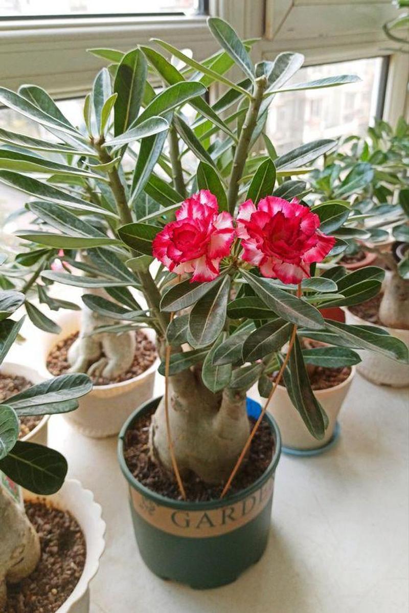 沙漠玫瑰冬季养殖方法,沙漠玫瑰冬季的管理-第2张图片-优品飞百科 沙漠玫瑰冬季养殖方法,沙漠玫瑰冬季的管理-第2张图片-优品飞百科