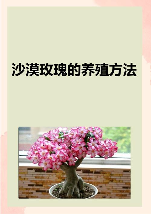 沙漠玫瑰冬季养殖方法,沙漠玫瑰冬季的管理-第3张图片-优品飞百科 沙漠玫瑰冬季养殖方法,沙漠玫瑰冬季的管理-第3张图片-优品飞百科