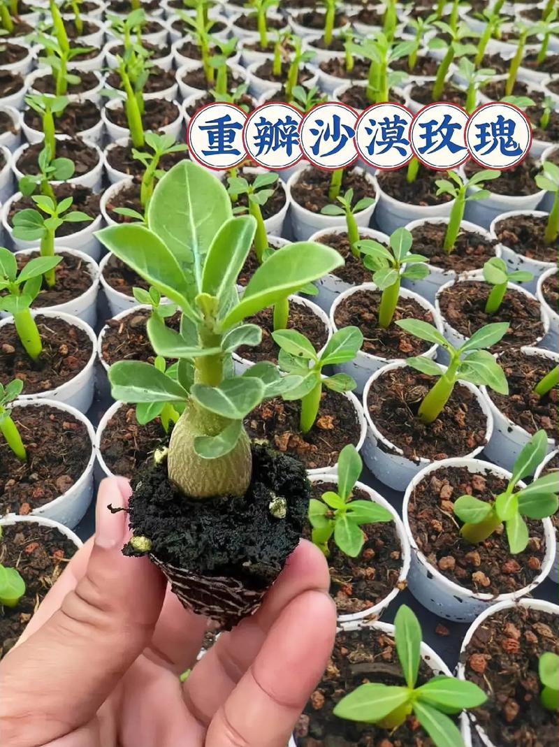 沙漠玫瑰冬季养殖方法,沙漠玫瑰冬季的管理-第4张图片-优品飞百科 沙漠玫瑰冬季养殖方法,沙漠玫瑰冬季的管理-第4张图片-优品飞百科