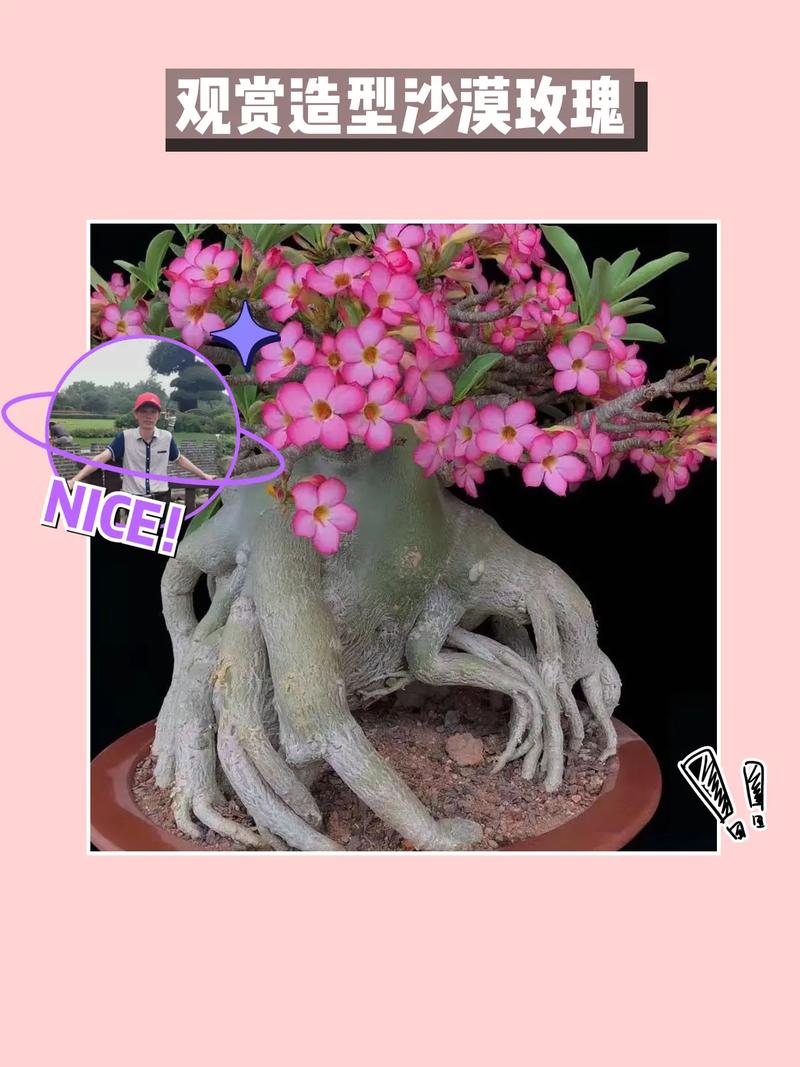 沙漠玫瑰冬季养殖方法,沙漠玫瑰冬季的管理-第5张图片-优品飞百科 沙漠玫瑰冬季养殖方法,沙漠玫瑰冬季的管理-第5张图片-优品飞百科